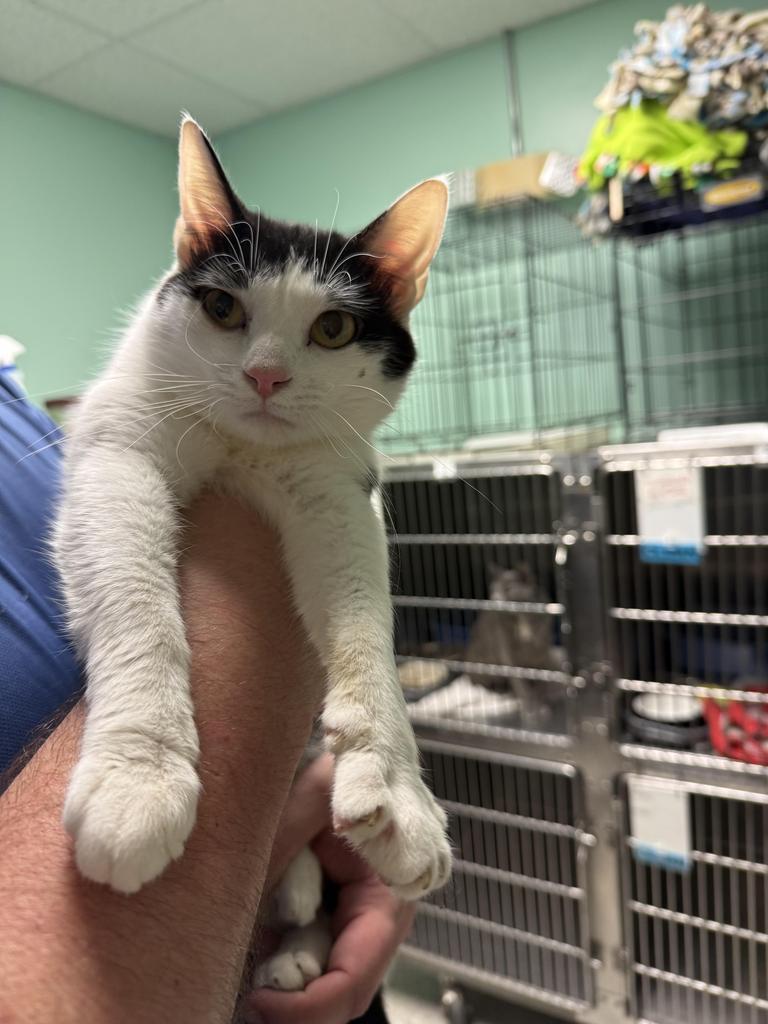 Glen, Adoptable, Young Male Domestic Short Hair.