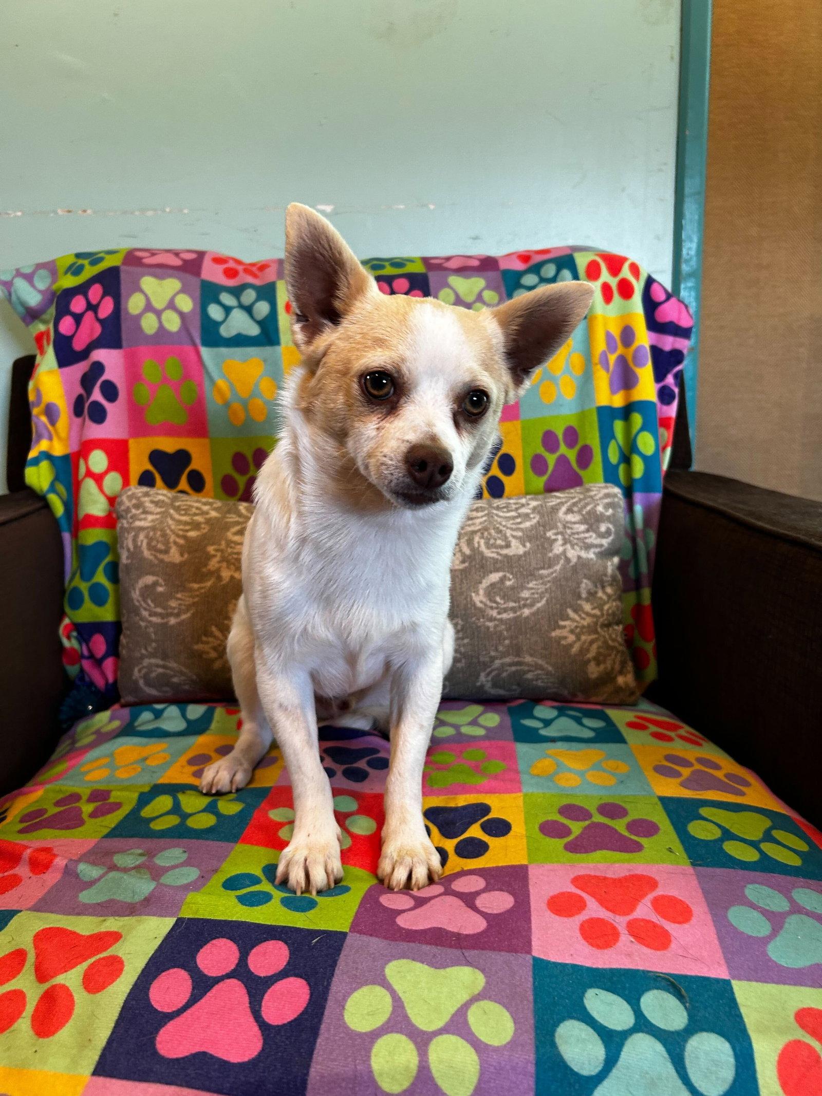 Enlarge Mickie Mar 25, a Adopted Chihuahua in Pacolet, SC image 1/3