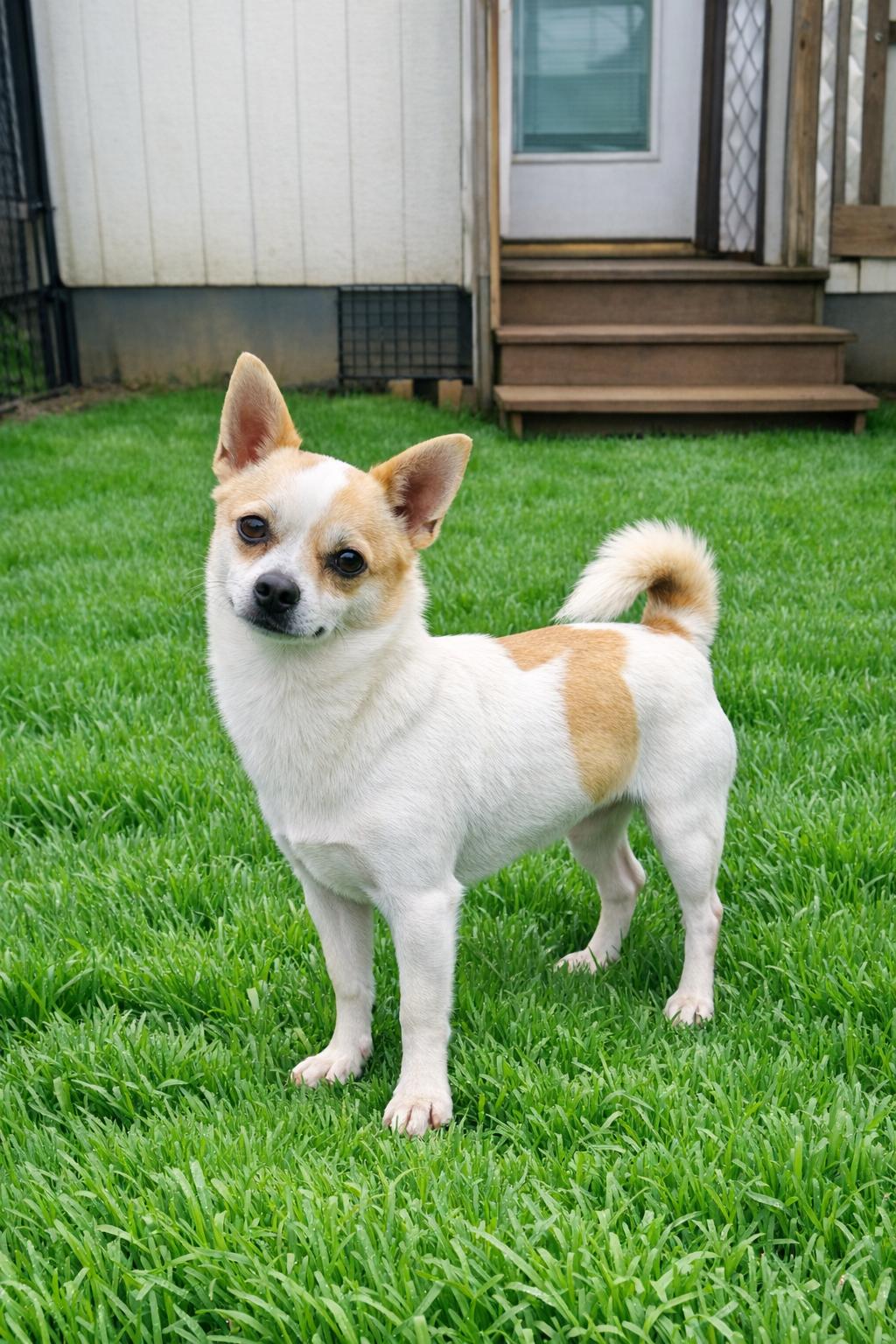 Enlarge Mickie Mar 25, a Adopted Chihuahua in Pacolet, SC image 2/3