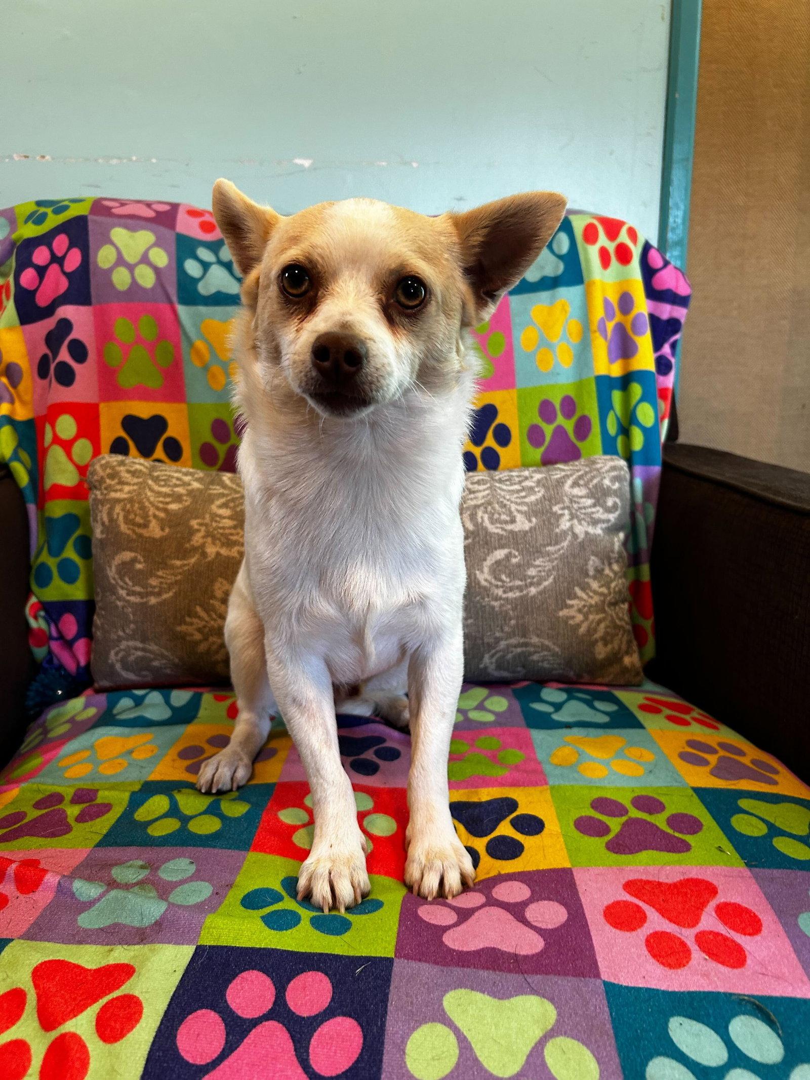 Enlarge Mickie Mar 25, a Adopted Chihuahua in Pacolet, SC image 3/3