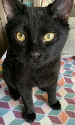Jojo, Adoptable, Kitten Male Domestic Short Hair.