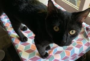 Jojo, a Adoptable mixed breed in Raleigh, NC image 2/2