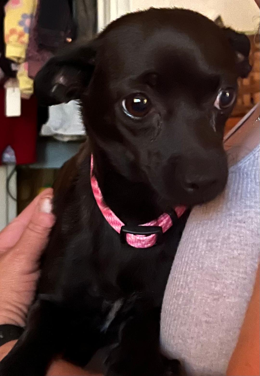 Chiquita