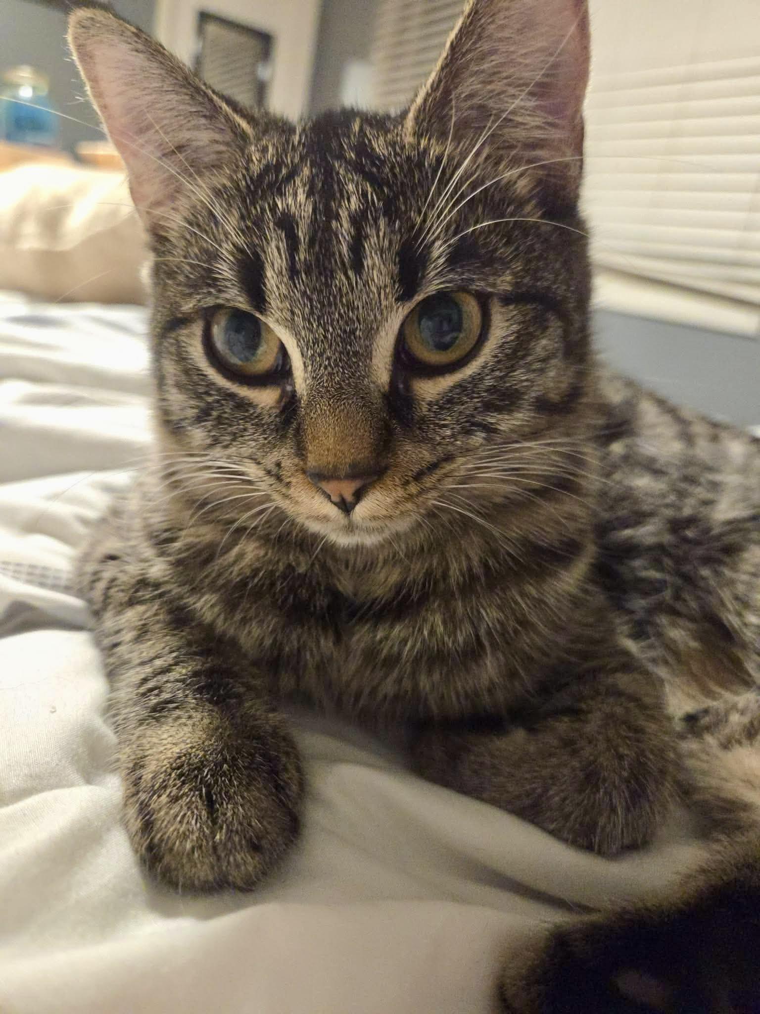 Blossom, ADOPTABLE, Kitten Female Tabby.