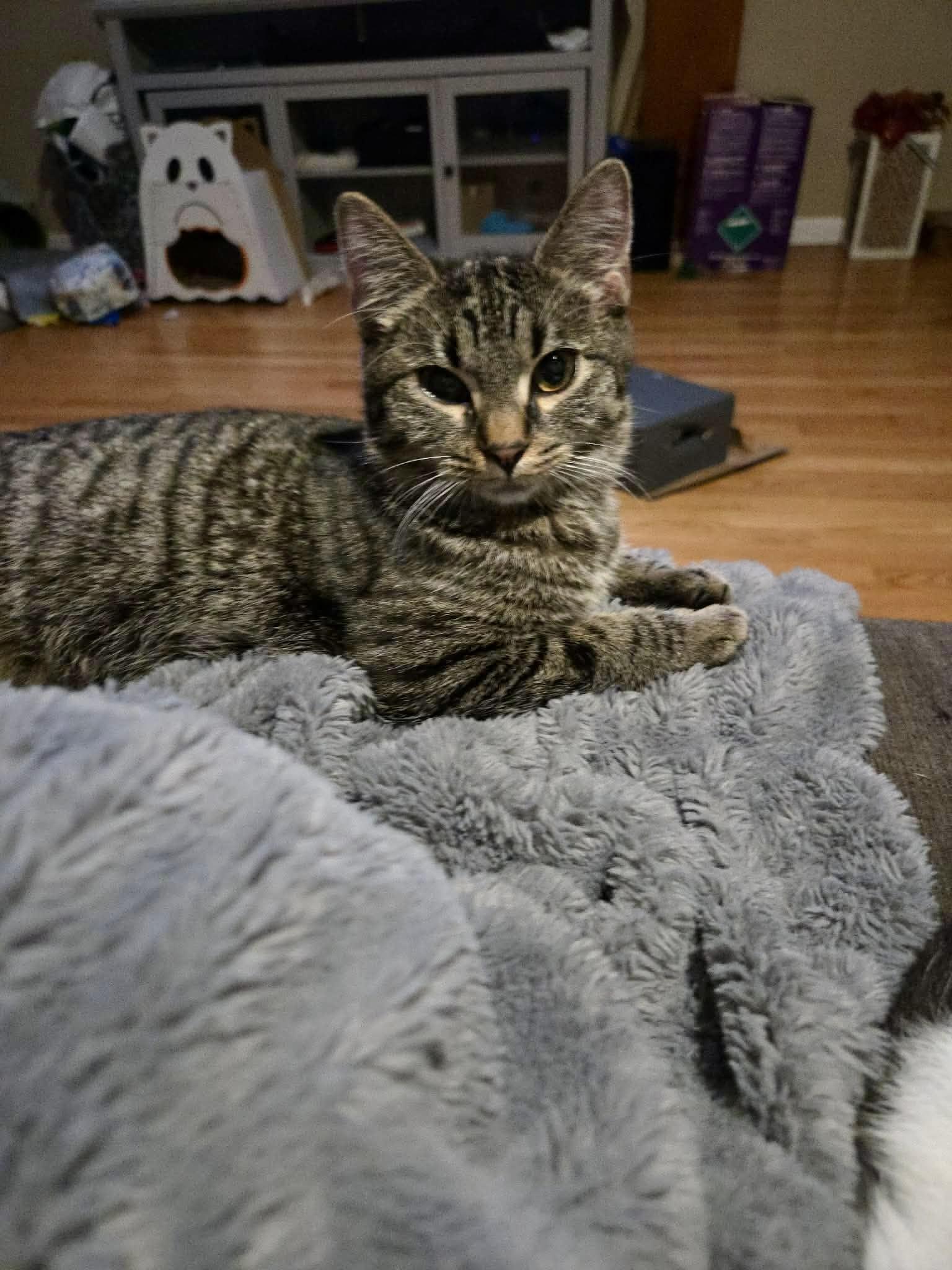 Blossom, a ADOPTABLE Tabby in Wadsworth, IL image 2/4