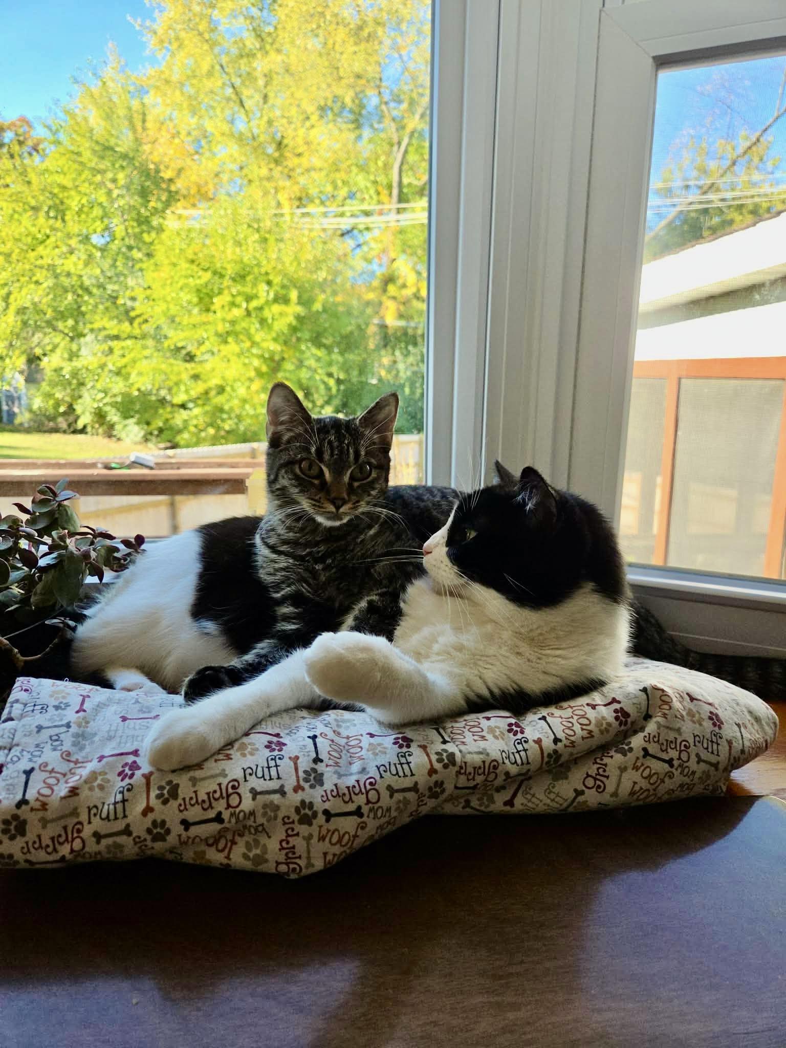 Blossom, a ADOPTABLE Tabby in Wadsworth, IL image 3/4