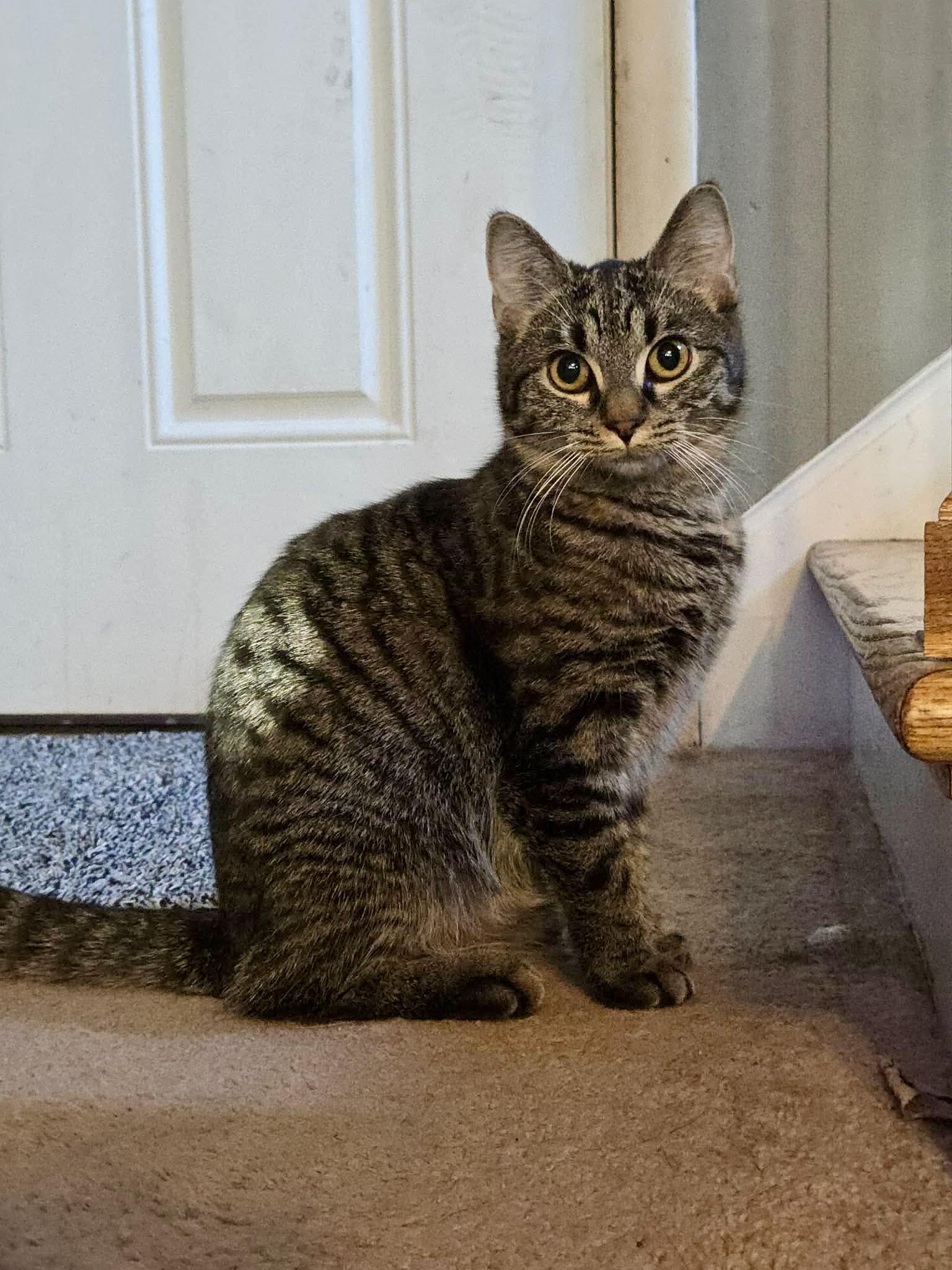 Blossom, a ADOPTABLE Tabby in Wadsworth, IL image 4/4