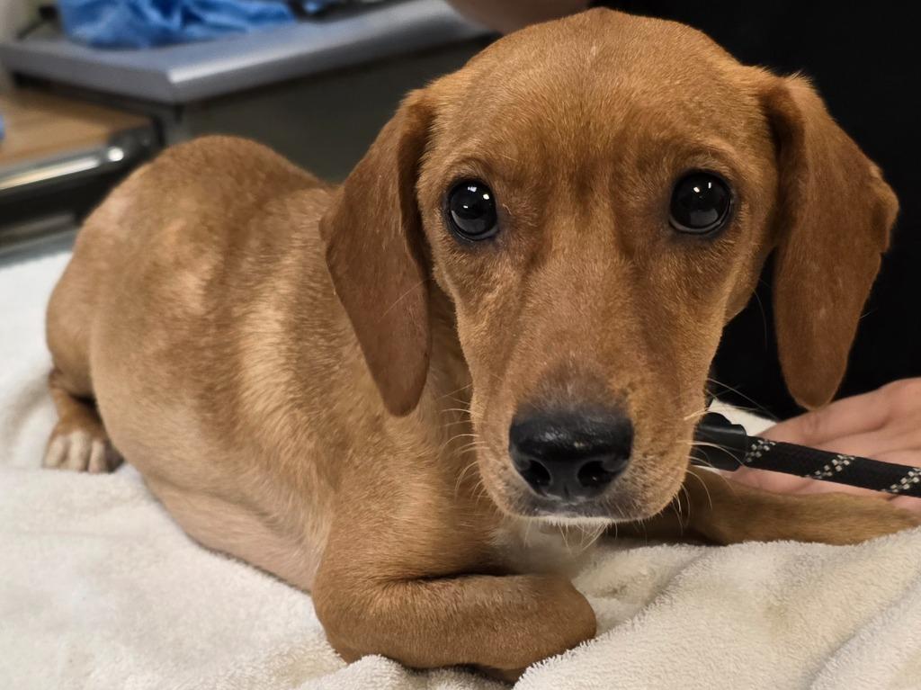 Kinley, Adoptable, Young Female Beagle & Dachshund.