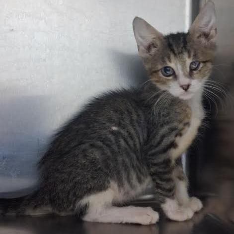 Honda, Adoptable, Kitten Male Domestic Short Hair & Domestic Short Hair.