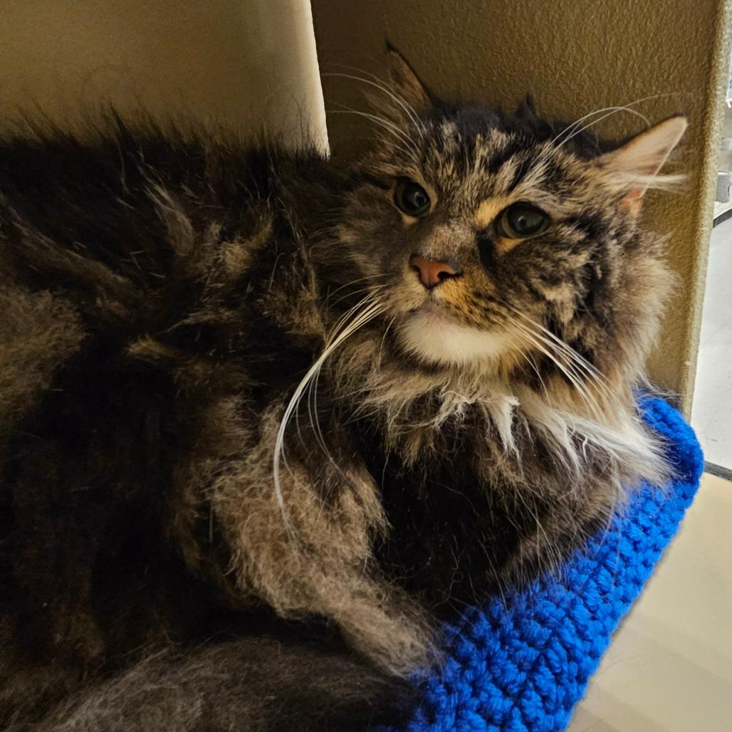 Enlarge Ellie, a Adoptable Domestic Long Hair in Las Vegas, NV image 1/1