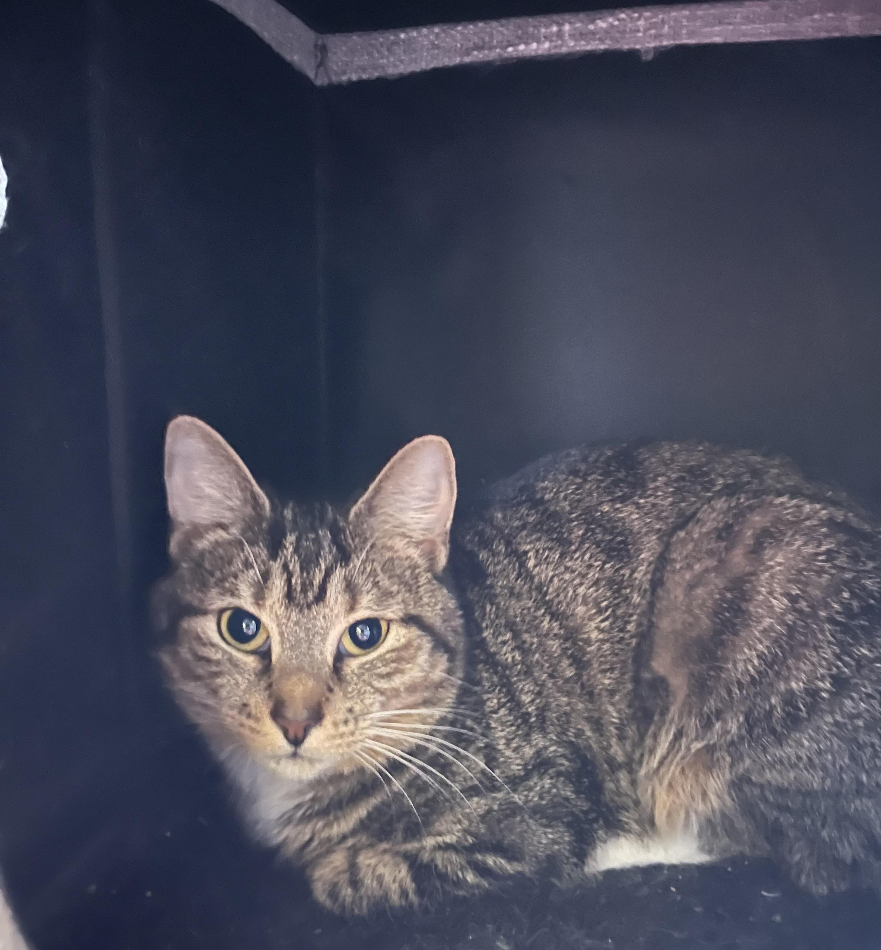 Mittens, ADOPTABLE, Young Female Domestic Short Hair.