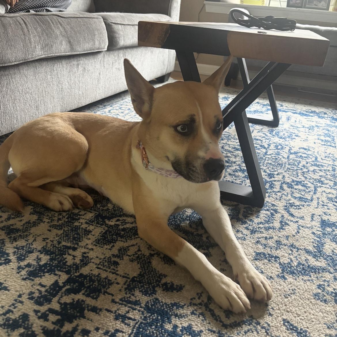 Mya, a ADOPTABLE mixed breed in Philadelphia, PA image 6/6