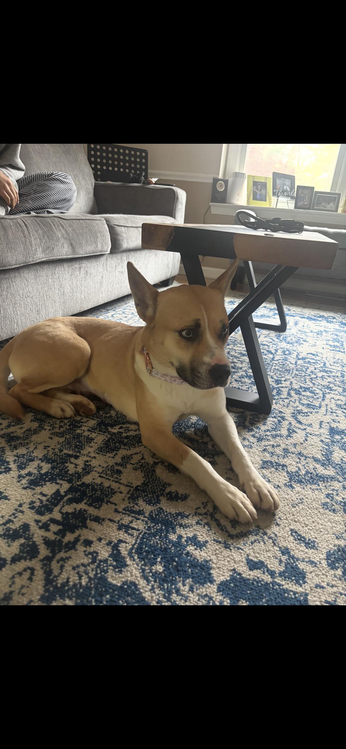 Enlarge Mya, a ADOPTABLE mixed breed in Philadelphia, PA image 6/6