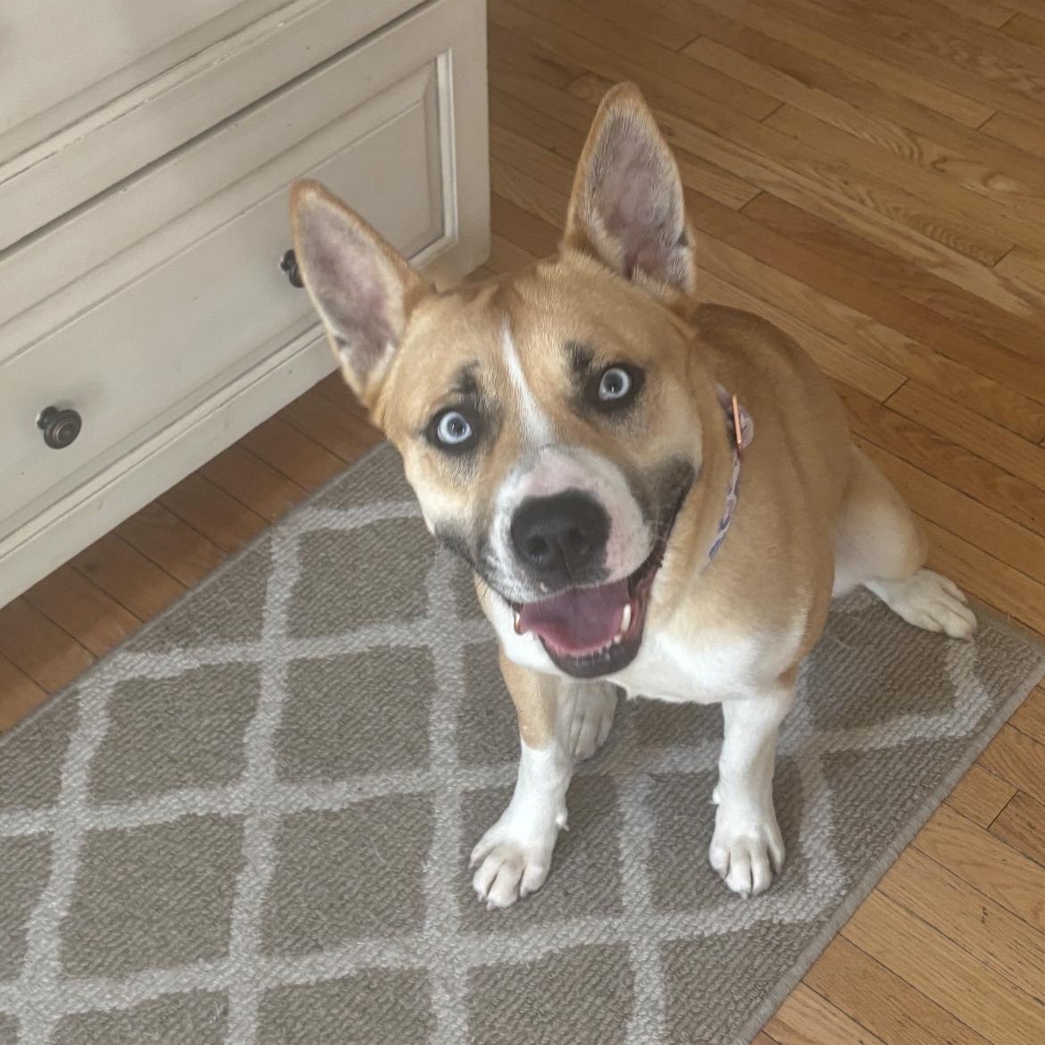 Mya, a ADOPTABLE mixed breed in Philadelphia, PA image 5/6