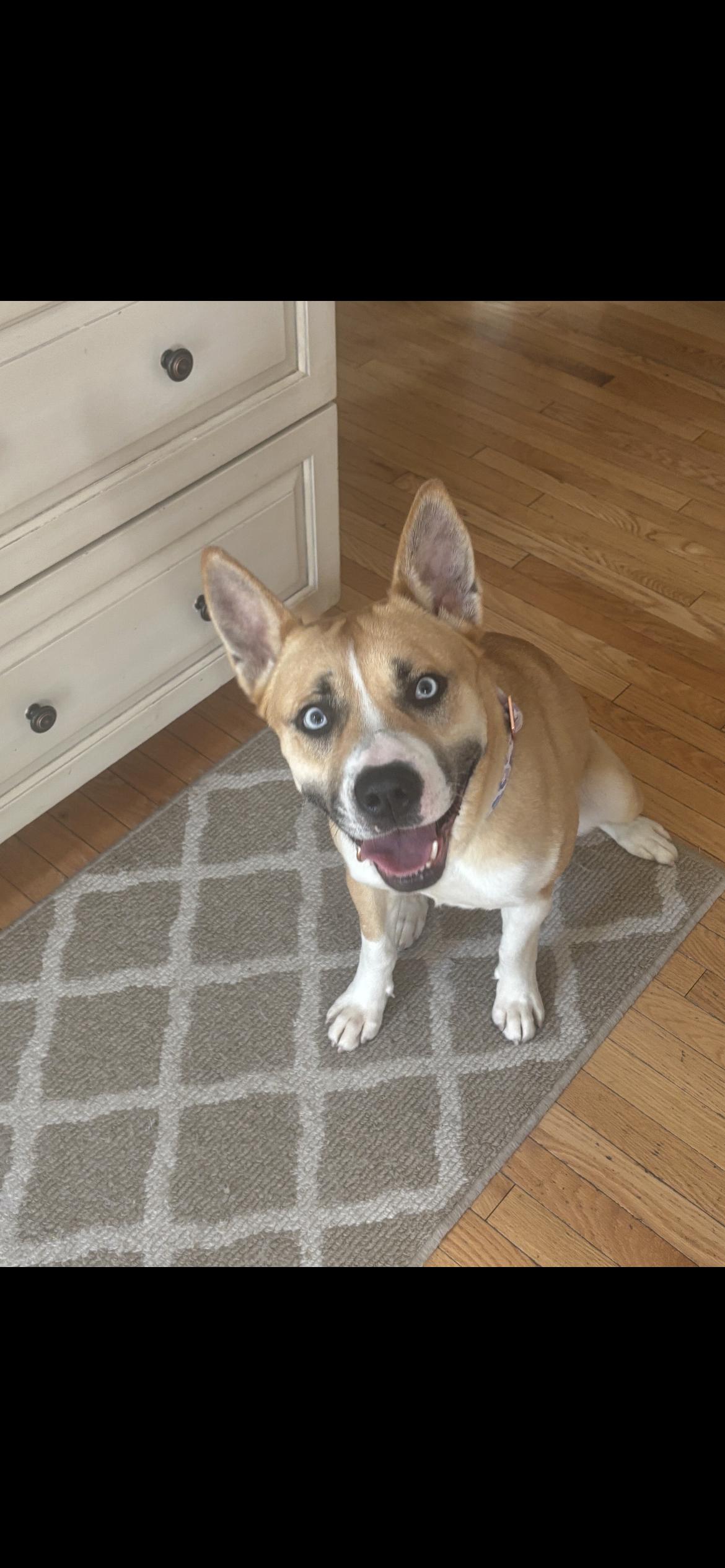 Enlarge Mya, a ADOPTABLE mixed breed in Philadelphia, PA image 5/6