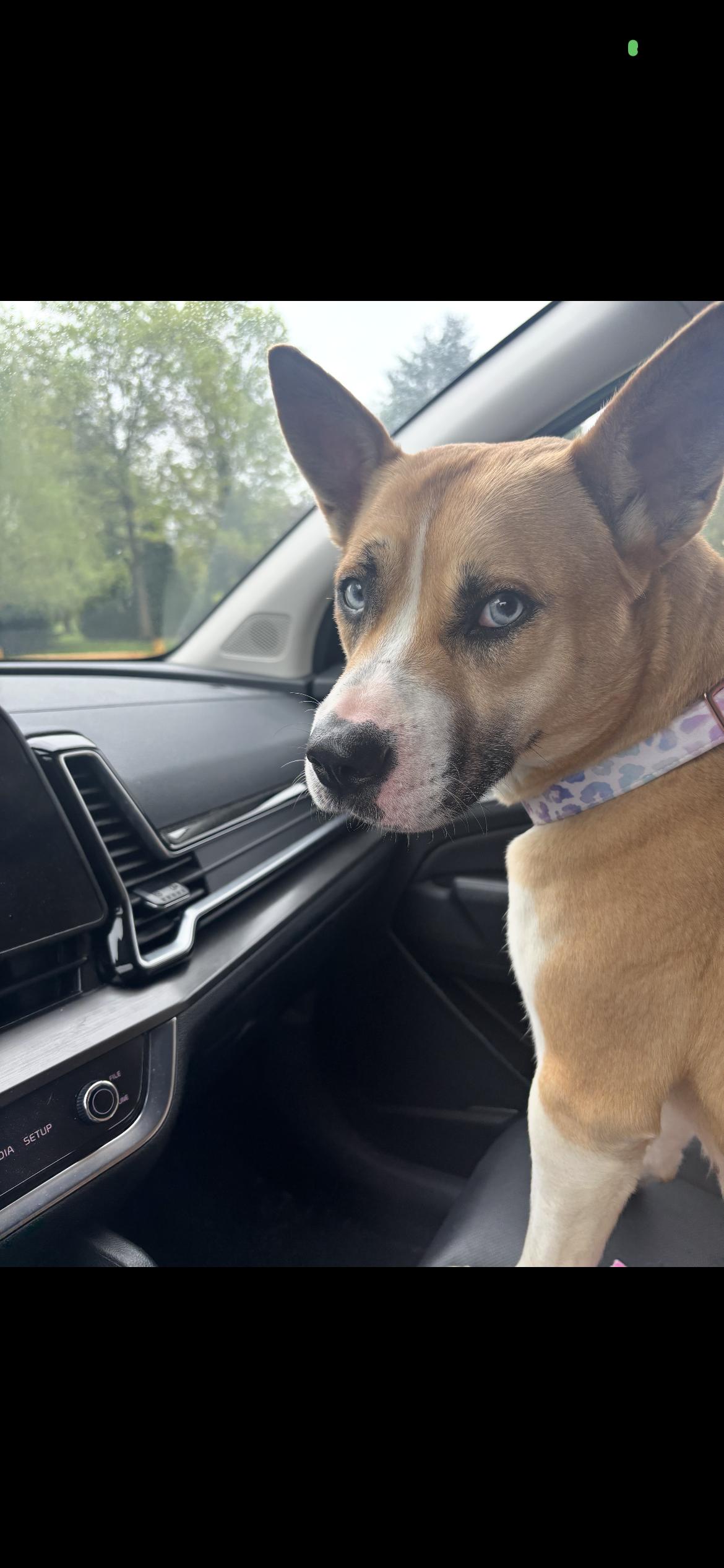 Mya, ADOPTABLE, Adult Female Husky & Pit Bull Terrier.