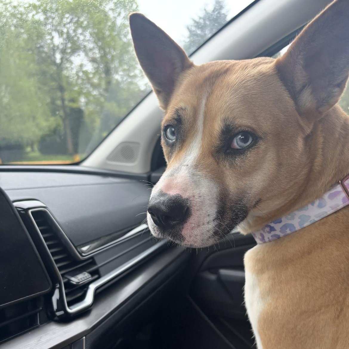 Mya, a ADOPTABLE mixed breed in Philadelphia, PA image 2/6