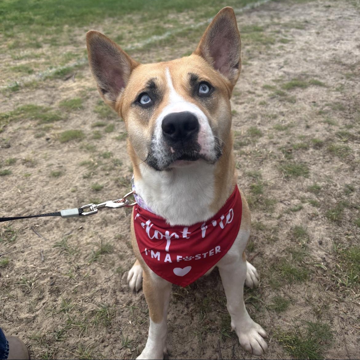 Mya, ADOPTABLE, Adult Female Husky & Pit Bull Terrier.