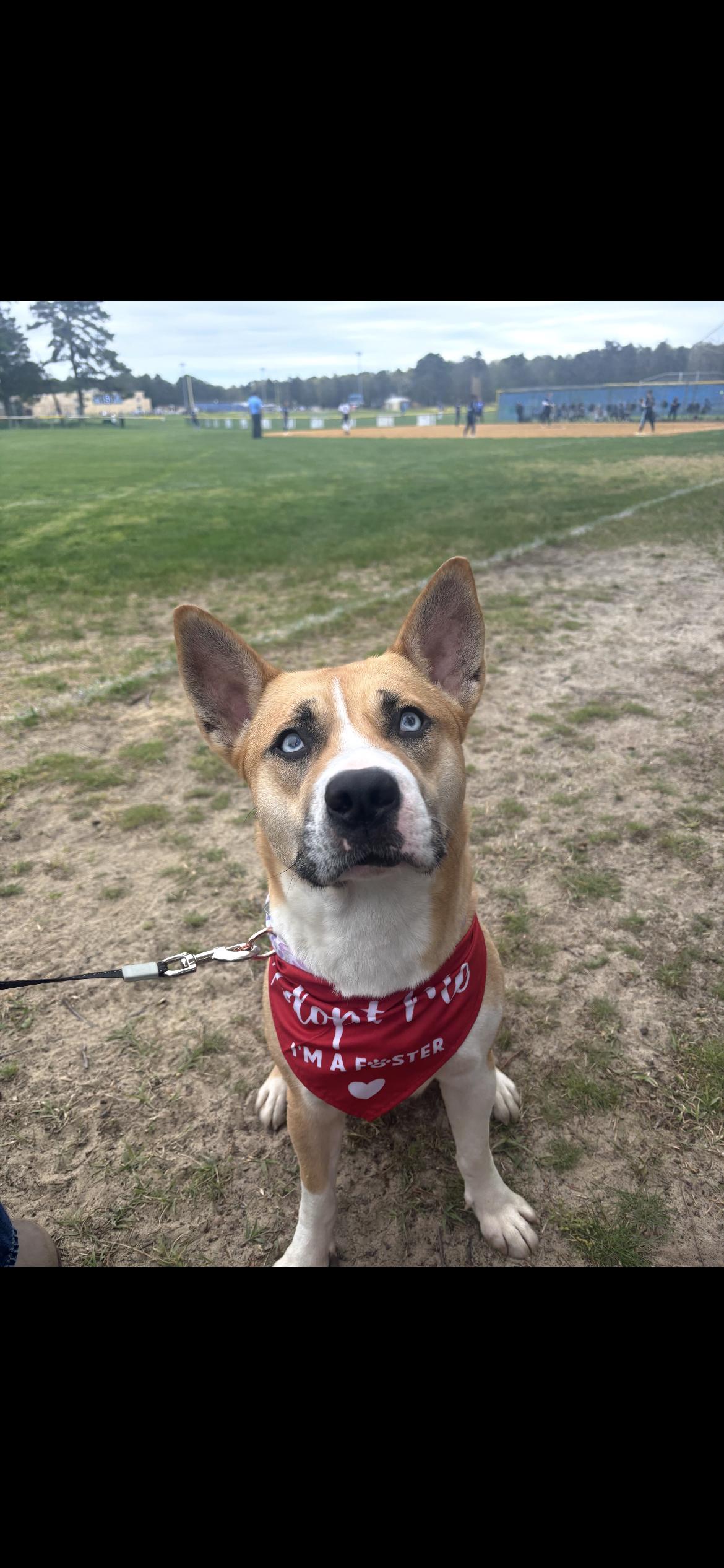 Enlarge Mya, a ADOPTABLE mixed breed in Philadelphia, PA image 4/6