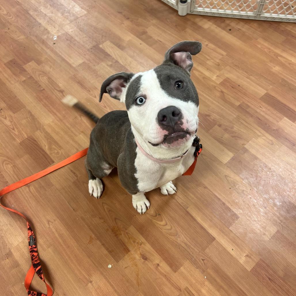 Eden, Adoptable, Adult Female Mixed Breed.