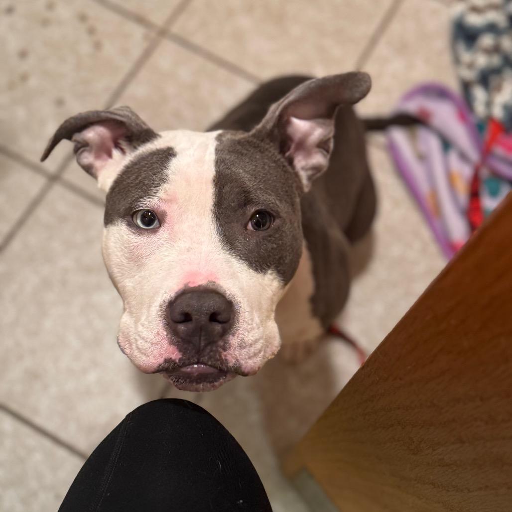 Eden, a Adoptable Mixed Breed in Springboro, OH image 2/6