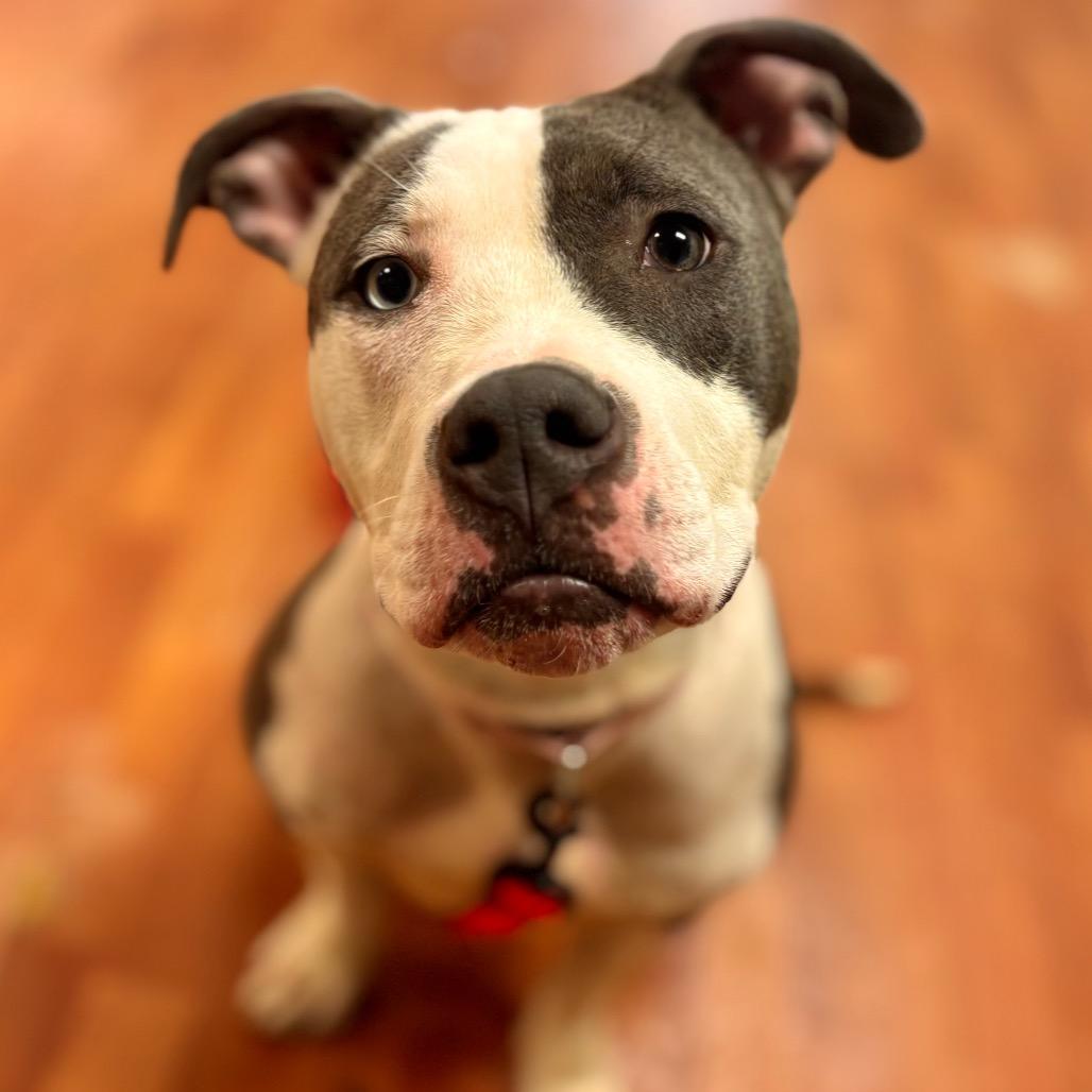 Eden, a Adoptable Mixed Breed in Springboro, OH image 3/6