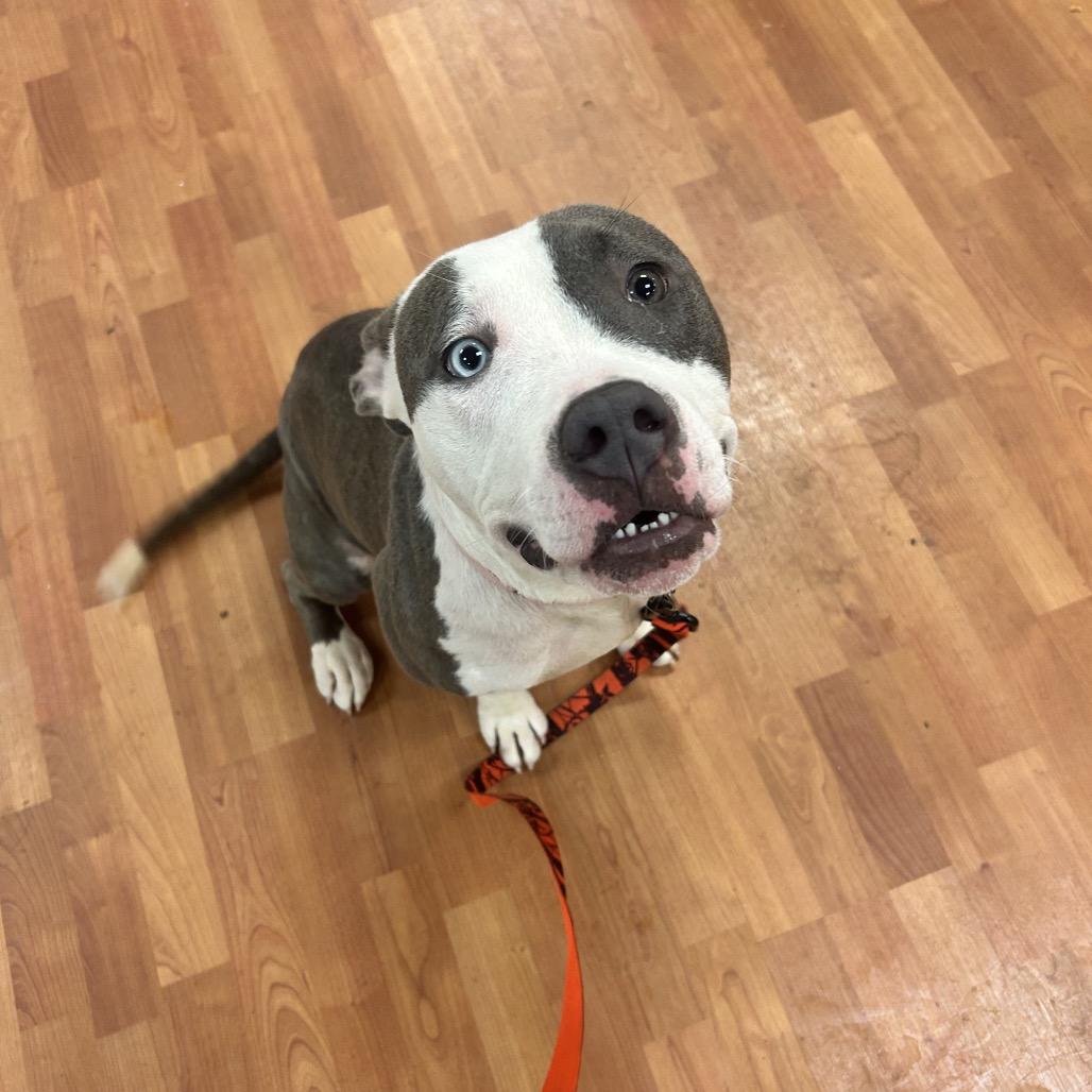 Eden, a Adoptable Mixed Breed in Springboro, OH image 4/6
