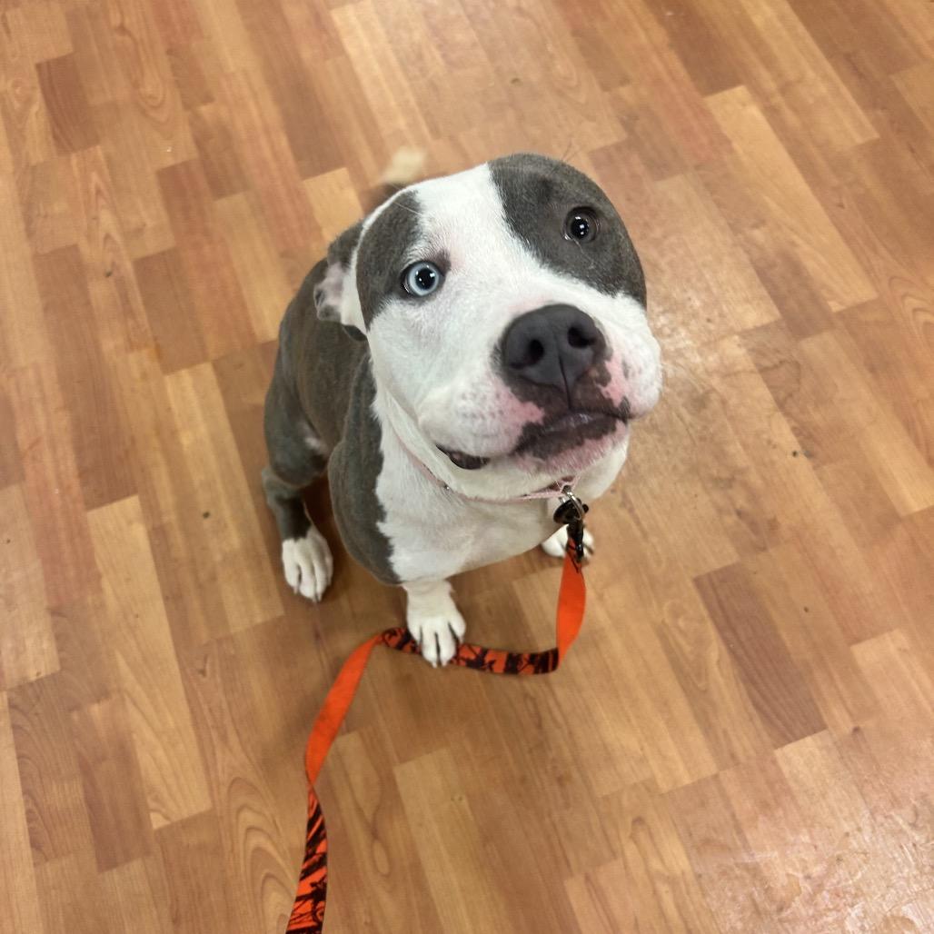 Eden, a Adoptable Mixed Breed in Springboro, OH image 5/6