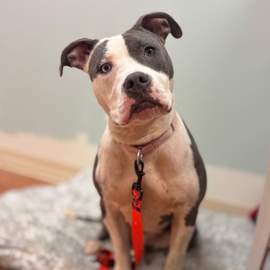 Eden, a Adoptable Mixed Breed in Springboro, OH image 6/6