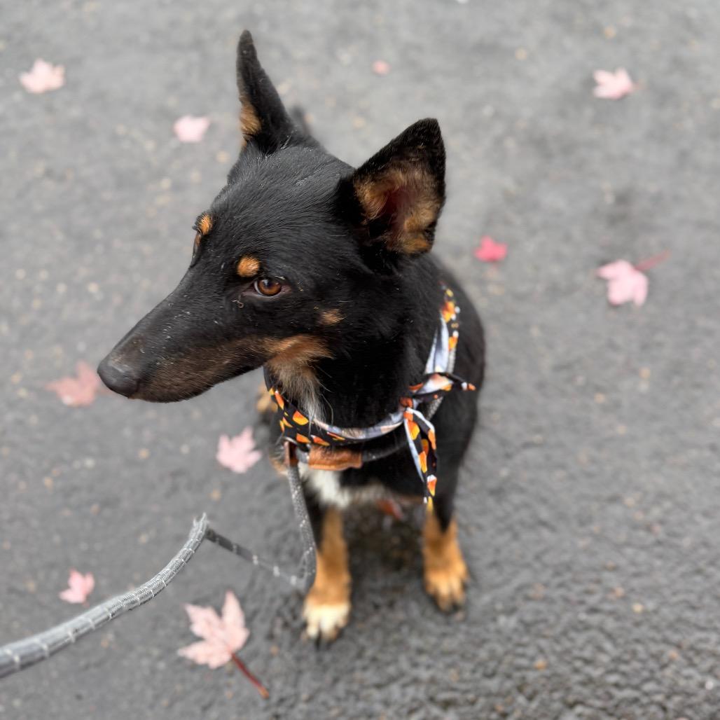 Frankie, Adoptable, Young Male German Shepherd Dog.