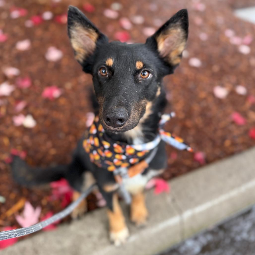 Frankie, Adoptable, Young Male German Shepherd Dog.