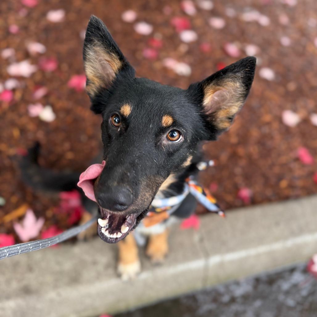 Enlarge Frankie, a Adoptable German Shepherd Dog in Newberg, OR image 3/6
