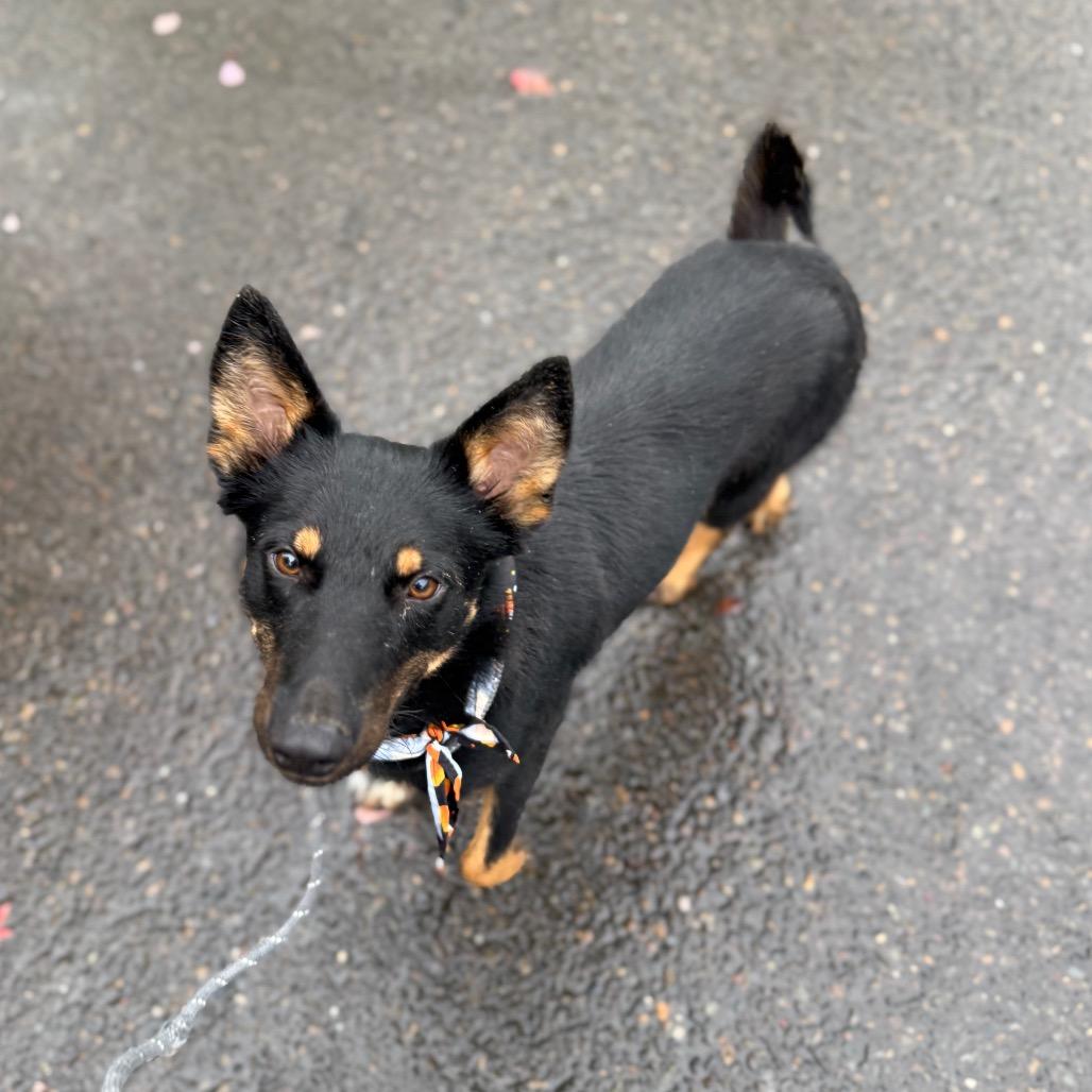 Enlarge Frankie, a Adoptable German Shepherd Dog in Newberg, OR image 4/6