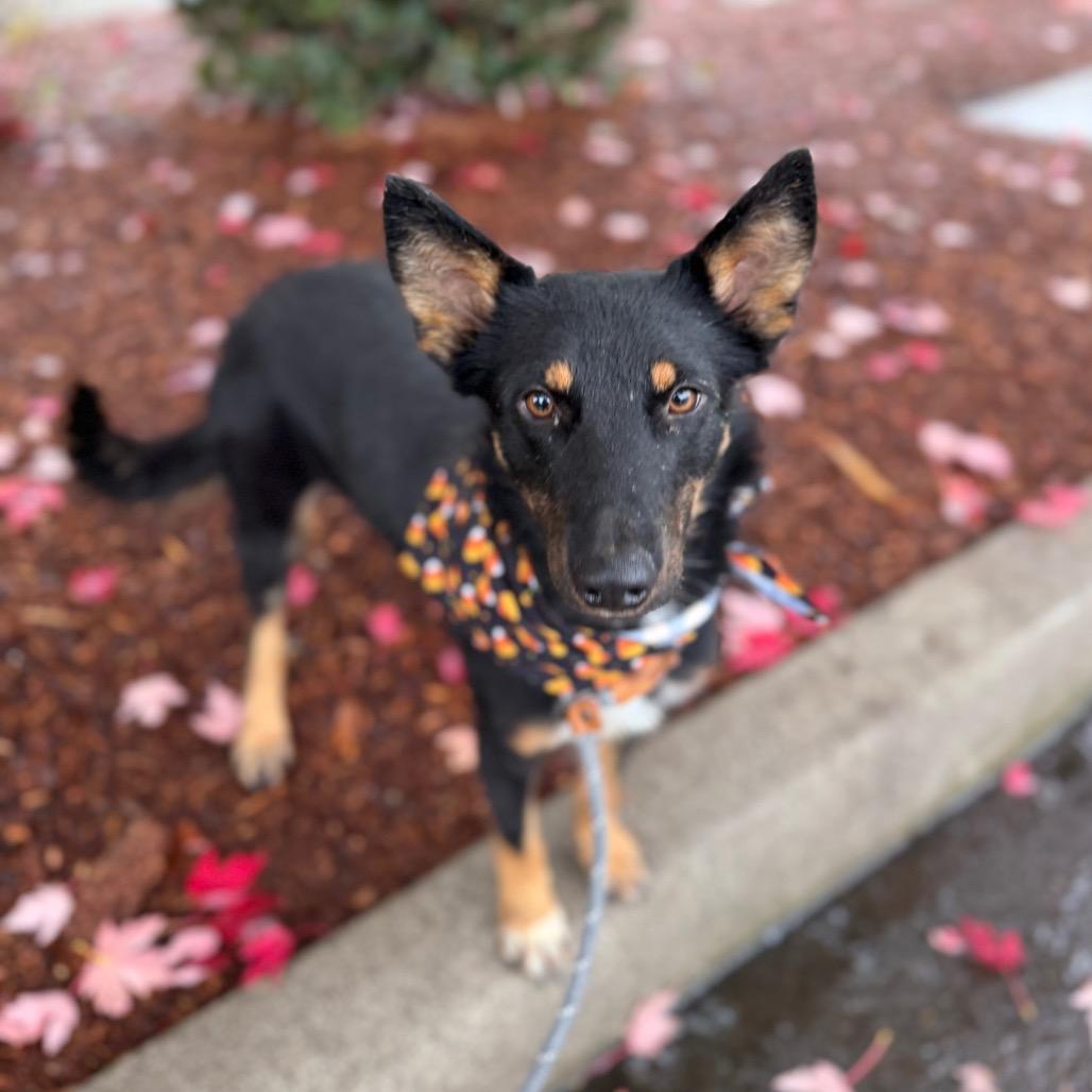 Enlarge Frankie, a Adoptable German Shepherd Dog in Newberg, OR image 5/6
