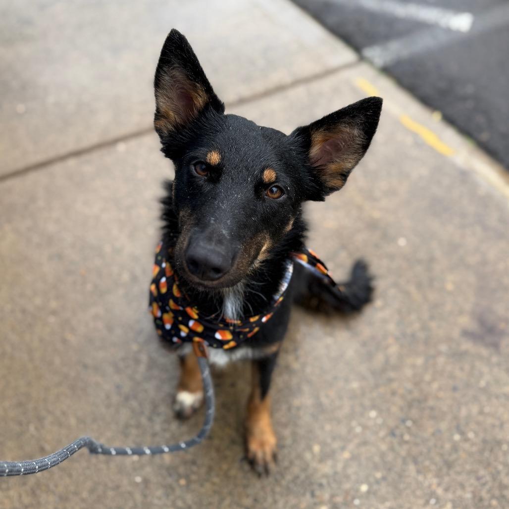 Enlarge Frankie, a Adoptable German Shepherd Dog in Newberg, OR image 6/6