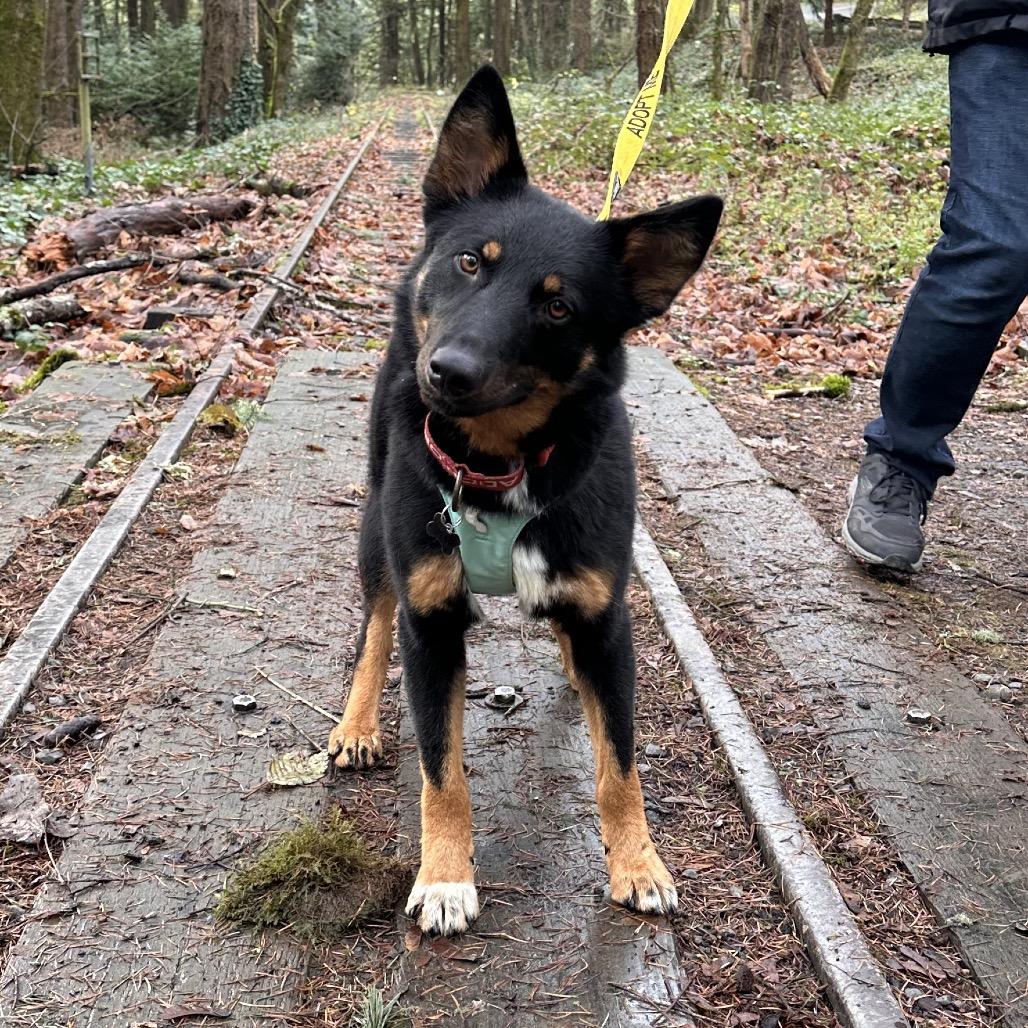 Frankie, a Adoptable German Shepherd Dog in Newberg, OR image 6/6