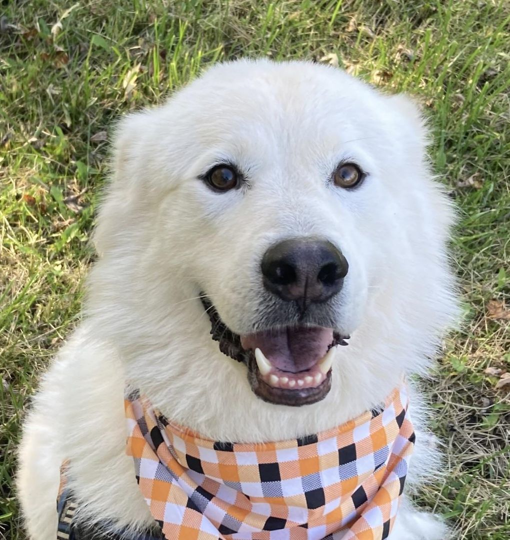 Wallie - Sweet & Adorable, a Adoptable Great Pyrenees in Indianapolis, IN image 2/10