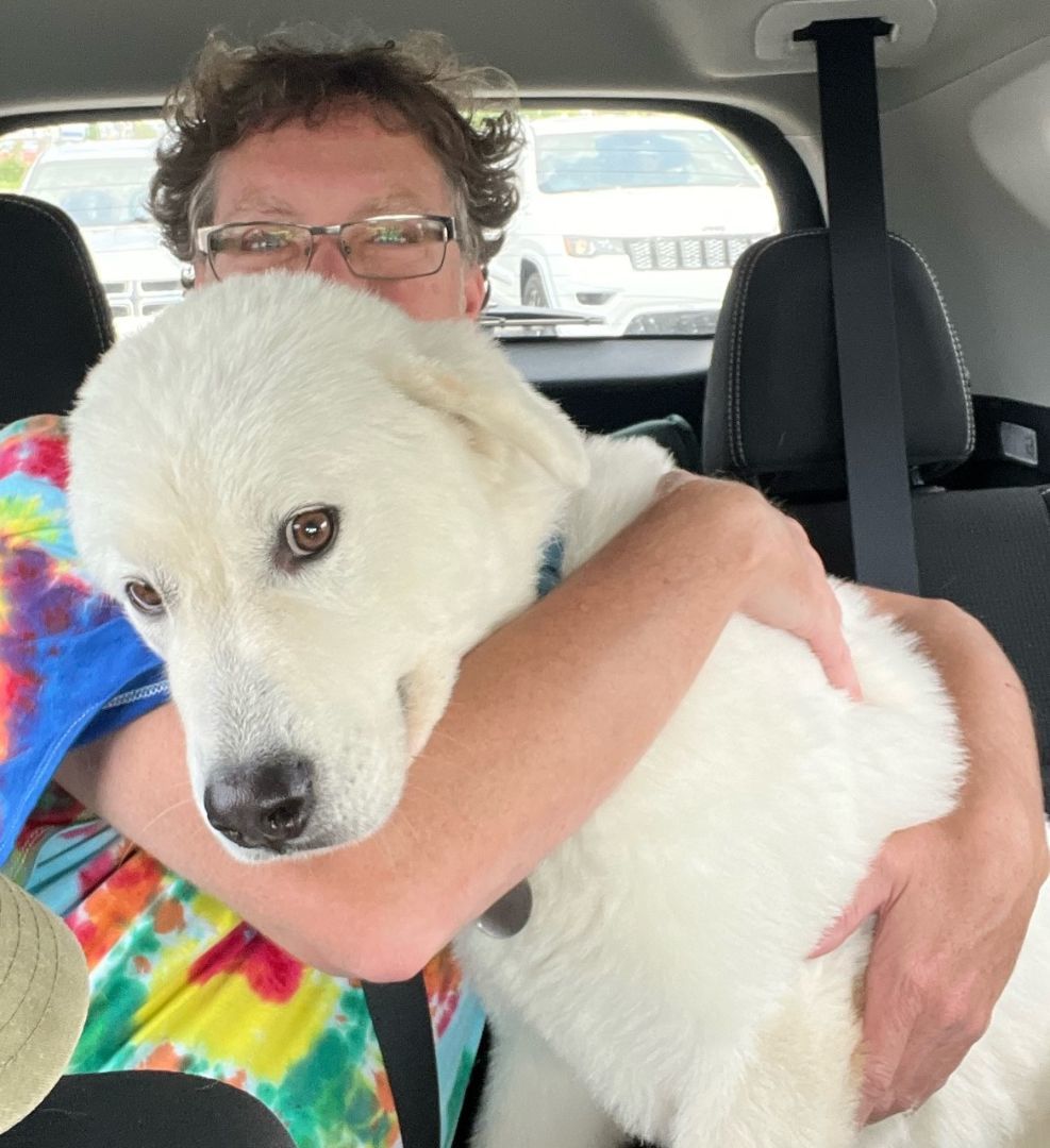 Wallie - Sweet & Adorable, a Adoptable Great Pyrenees in Indianapolis, IN image 4/10