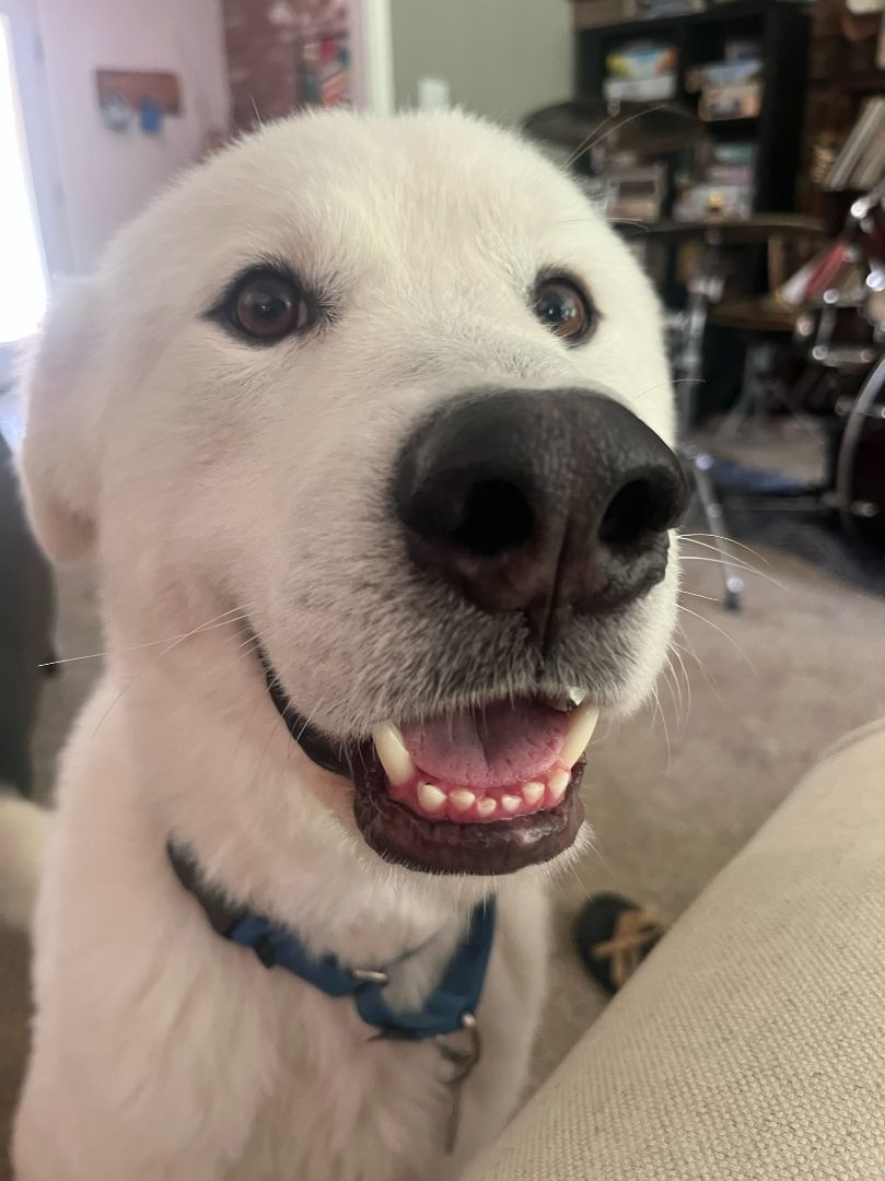 Wallie - Sweet & Adorable, a Adoptable Great Pyrenees in Indianapolis, IN image 5/10