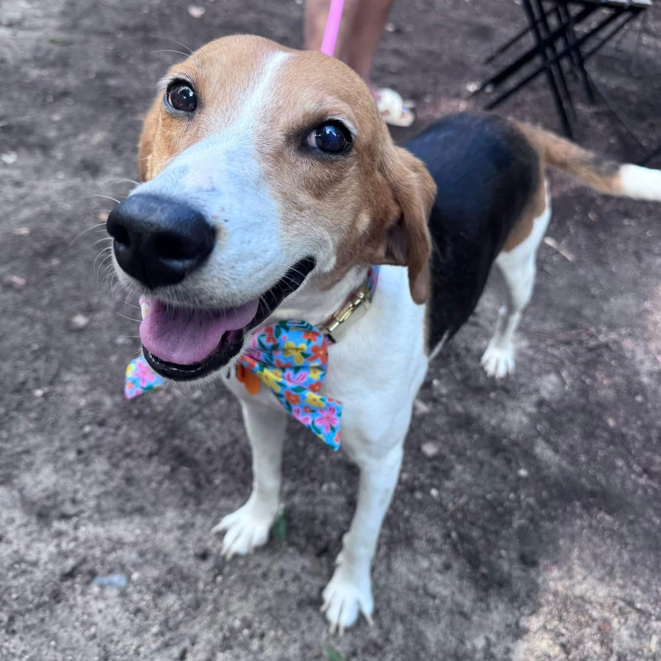 Tess, Adoptable, Adult Female Beagle & Mixed Breed.