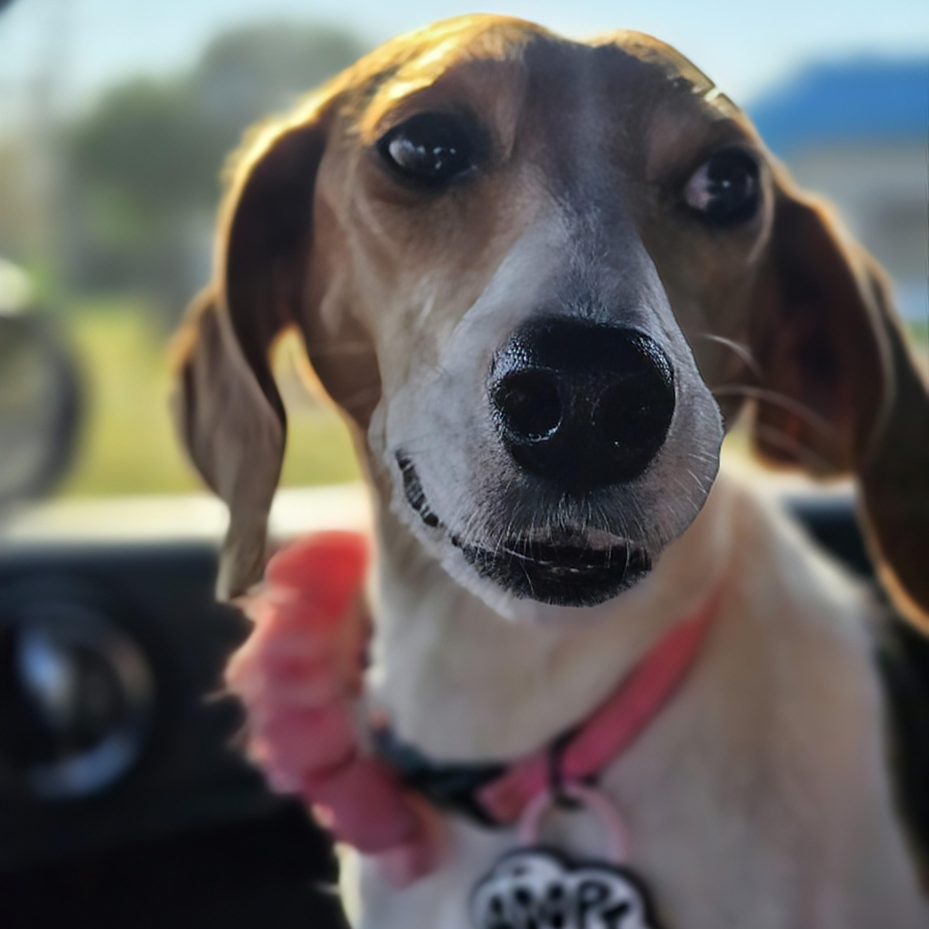 Enlarge Tess, a Adoptable mixed breed in Rock Hill, SC image 3/6