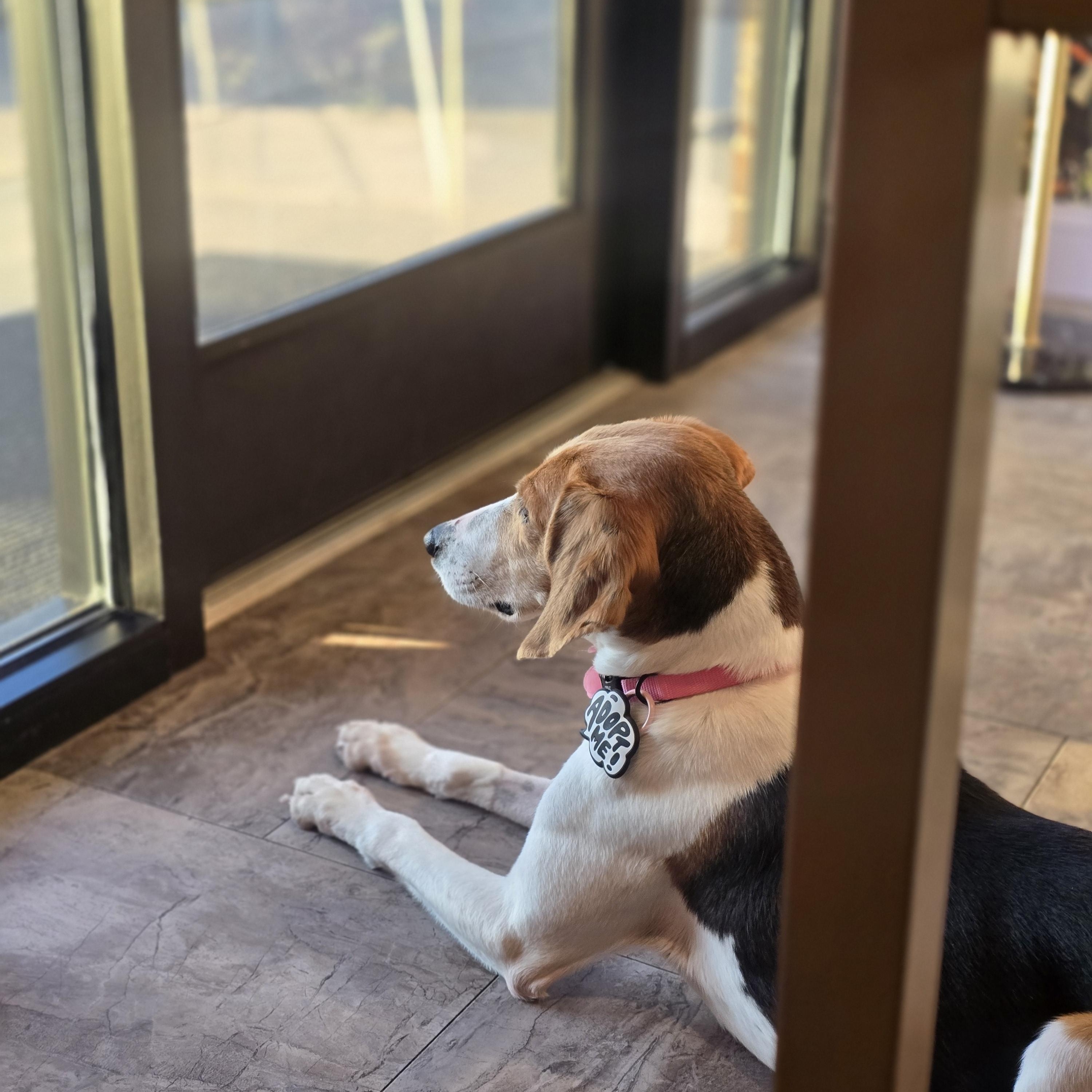 Enlarge Tess, a Adoptable mixed breed in Rock Hill, SC image 5/6