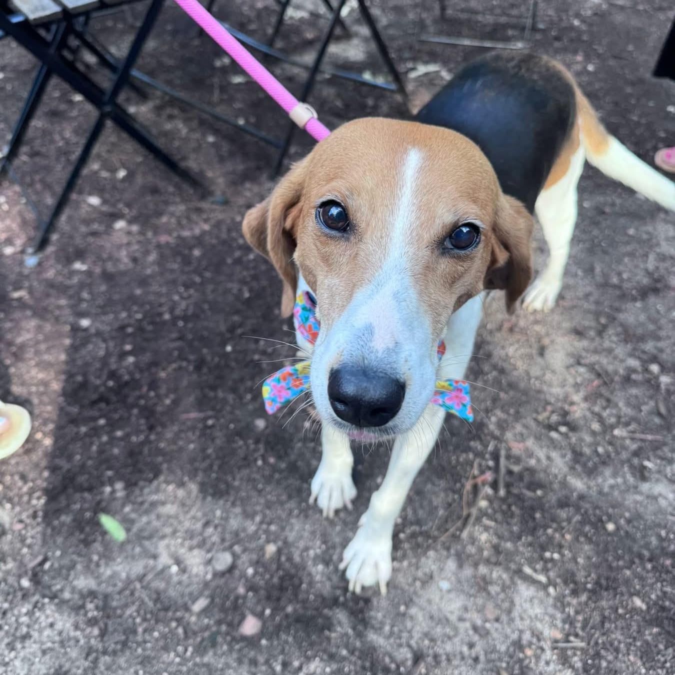 Enlarge Tess, a Adoptable mixed breed in Rock Hill, SC image 6/6