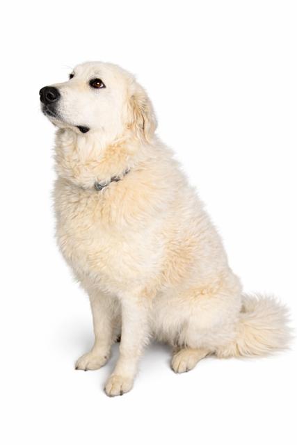 Nova, a Adoptable Maremma Sheepdog in Greentown, PA image 1/2