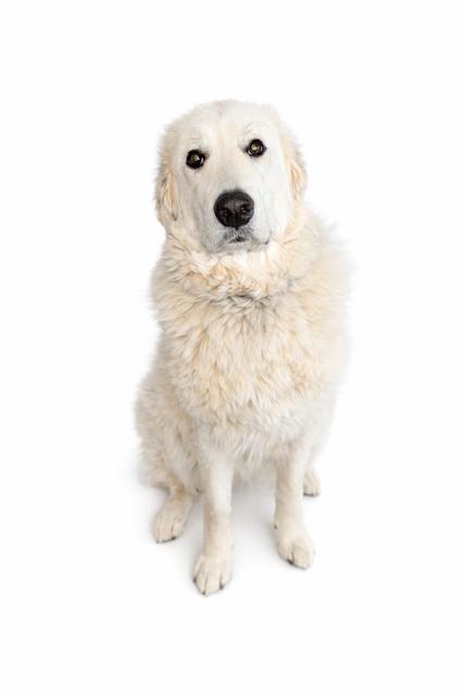 Nova, a Adoptable Maremma Sheepdog in Greentown, PA image 2/2