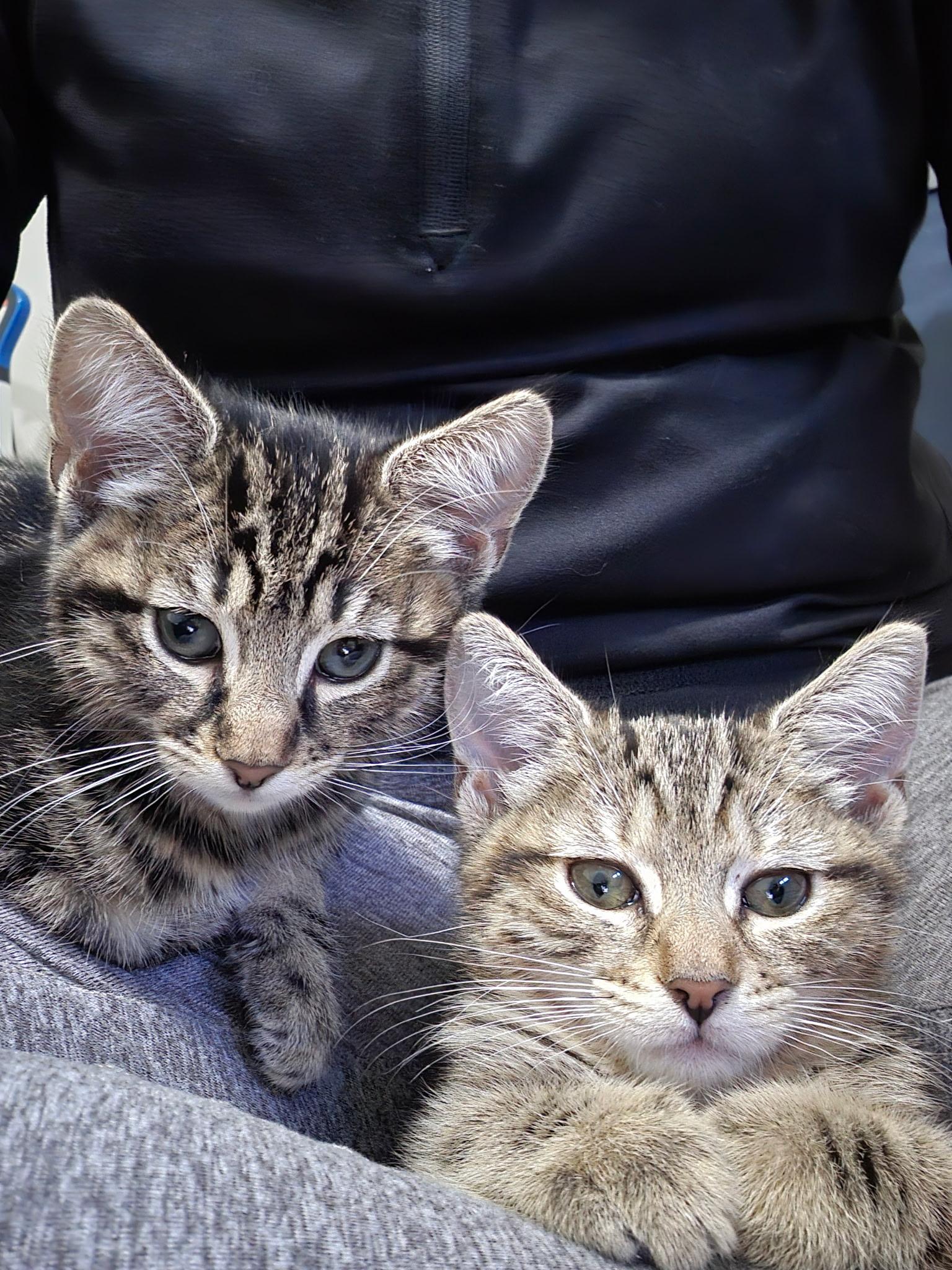 Bon Bon & Clyde, adopted, Kitten Female Domestic Short Hair.