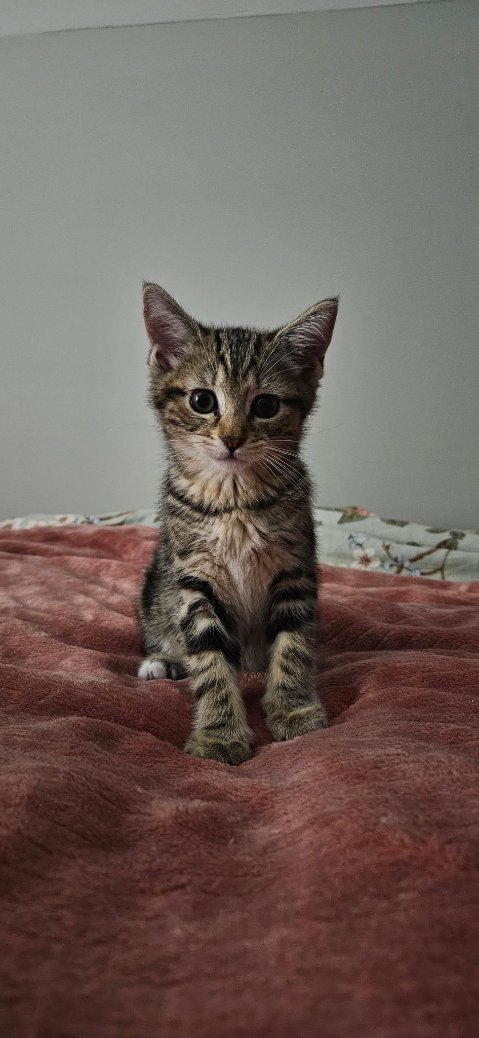 Enlarge Bon Bon & Clyde, an adopted Domestic Short Hair in Pittsburgh, PA image 4/6