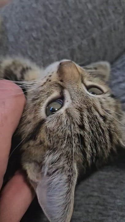 Enlarge Bon Bon & Clyde, an adopted Domestic Short Hair in Pittsburgh, PA video 5/6