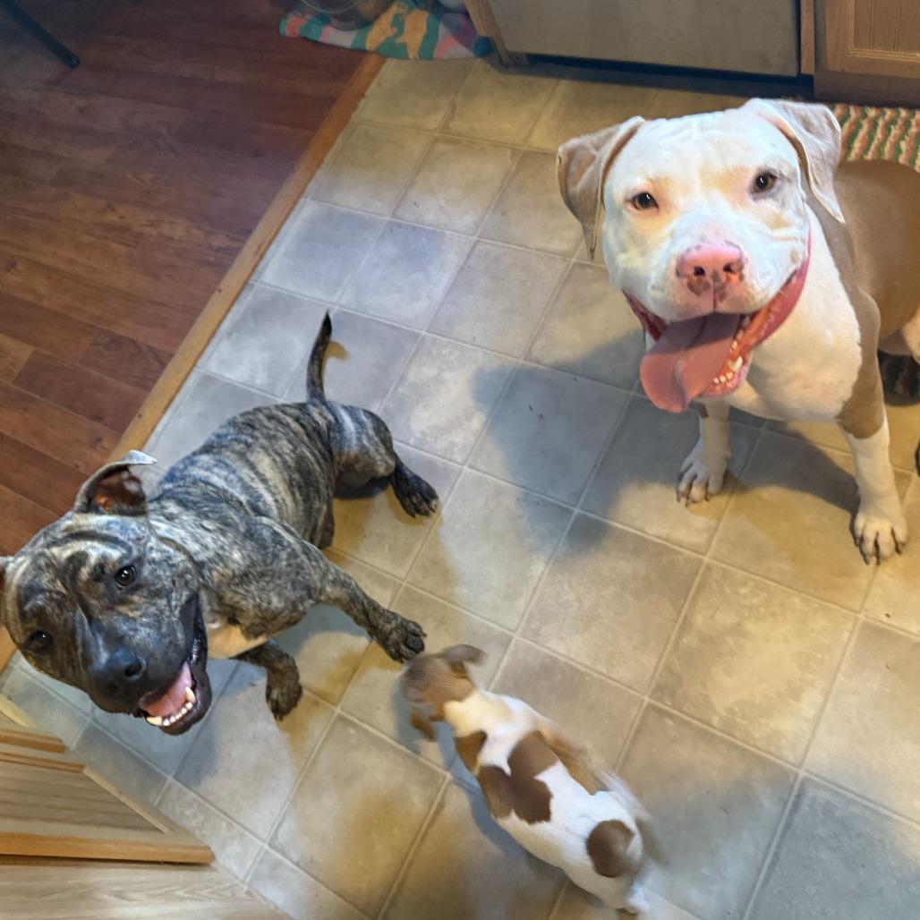 Ally, Adoptable, Adult Female Mixed Breed.