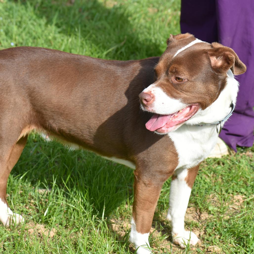 Enlarge Mila, a Adoptable Mixed Breed in Mebane, NC image 3/4